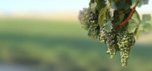 Green and purple wine grapes hang on a vine in front of a blurry green vineyard backdrop.