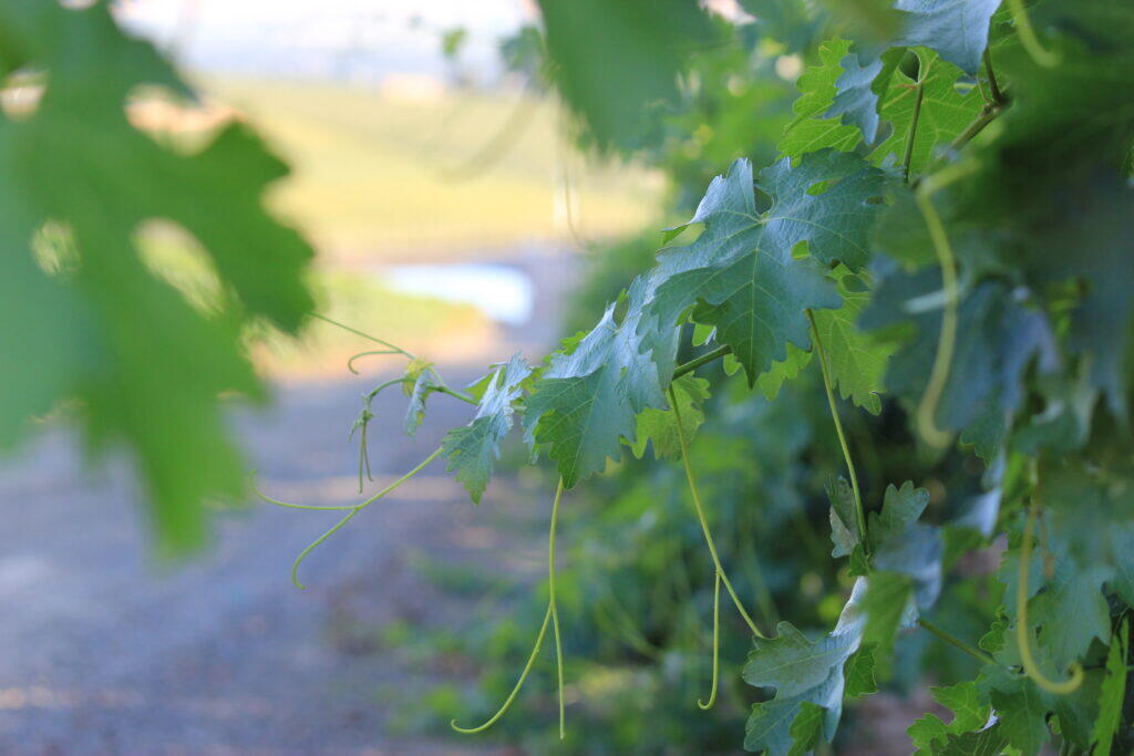 Tendril growth at Diamondback Ridge Vineyard.