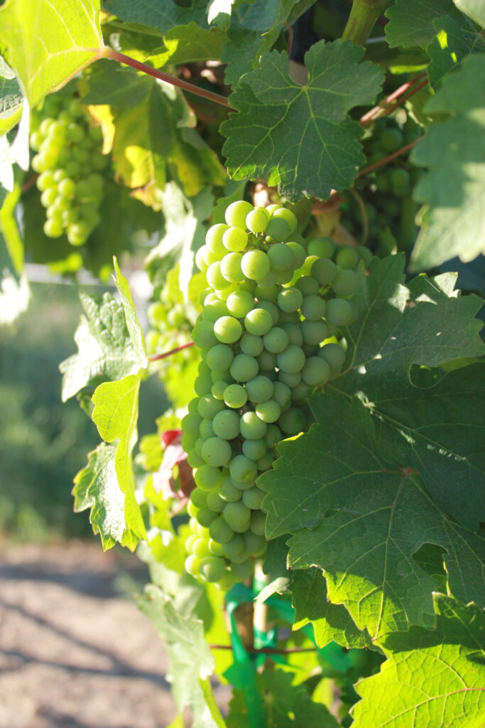 marsanne grapes